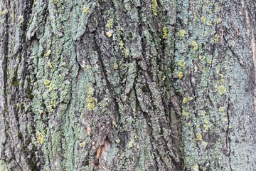 Tree Bark Detail with Moss