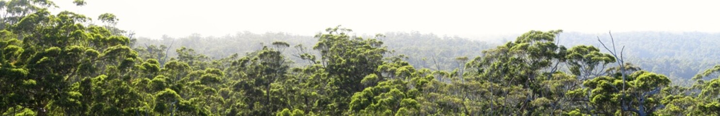 Obraz premium Karri forest, Walpole-Nornalup National Park, Western Australia