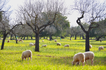 Fototapeta premium Moutons en pâturage, bergerie, Majorque, îles Baléares
