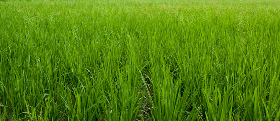 Paddy production