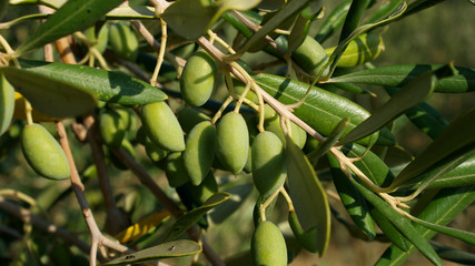 Drzewo oliwne, Grecja