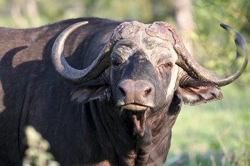 Cape Buffalo (Syncerus caffer) big bull