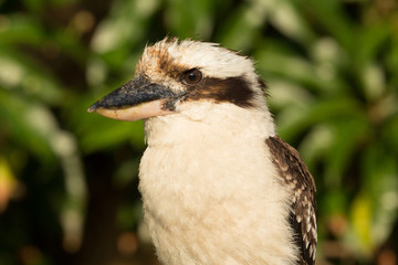 Laughing Kookaburra