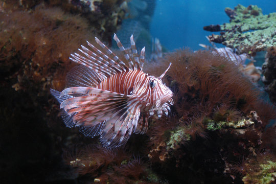 Red Lionfish (Pterois volitans).
