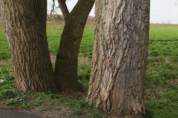 Old poplar trunks.