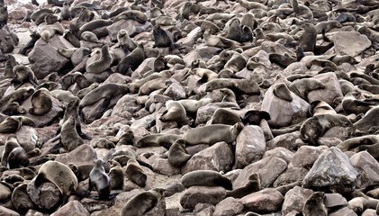 Cape Cross, Namibia the largest colony of otaria