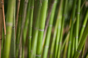 Green bamboo background