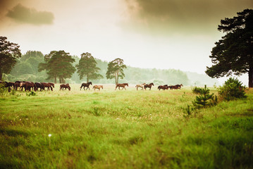 horses
