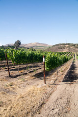 Fototapeta na wymiar California Vineyards