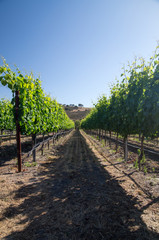 Row of grapevines in Summer sun