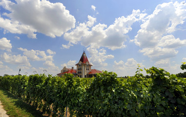 Vineyard 