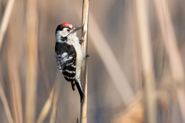 Lesser Spotted Woodpecker