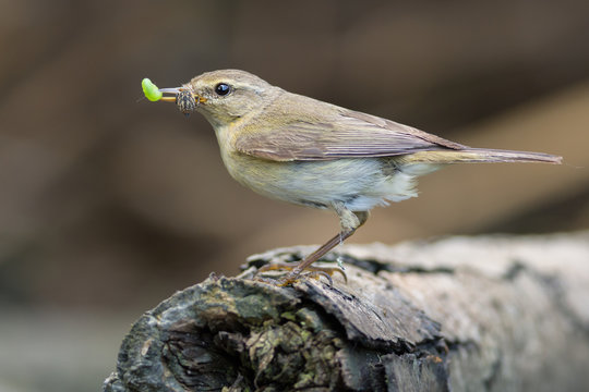 Chiffchaff with insect prey