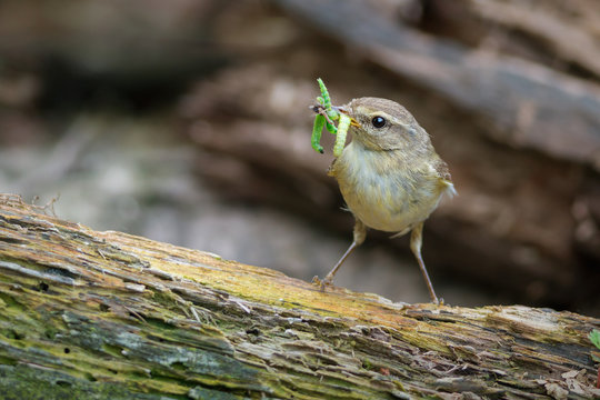 Chiffchaff with insect prey