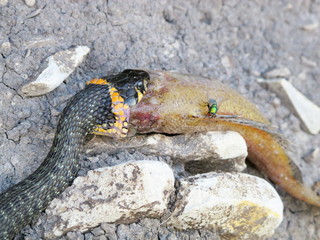 European grass snake (Natrix natrix) feeding on a dead fish