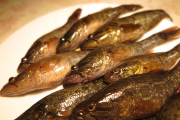 Freshly caught Chinese sleepers (Perccottus glenii) on a plate