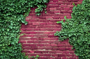 Old brick wall covered in ivy