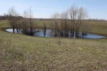 Spring puddle with flooded trees in the late April sunny day