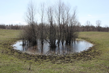 Spring puddle with flooded trees in the late April sunny day