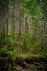 Fototapeta premium Forest in the mountains