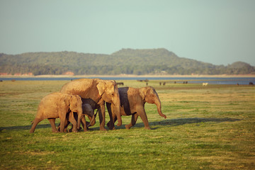 Fototapeta na wymiar Elephants family on their walk