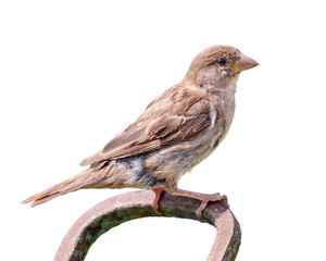 House sparrow on white