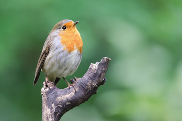 Robin