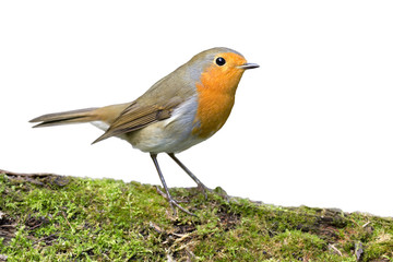 Robin on white