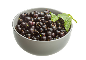 Black currant