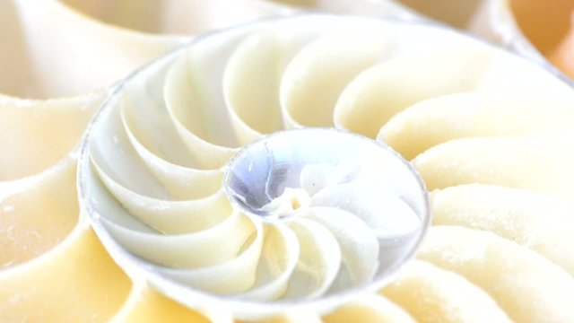 Inneres einer Nautilusschnecke in Bewegung, video, HD, 60 fps