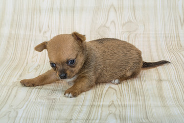 Chihuahua puppy