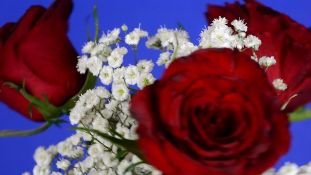 Rotierender Rosenstrau&szlig; vor blauem Hintergrund, full HD, 30 fps