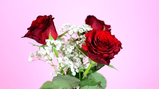 drei Rosen vor rosa Hintergrund, HD, 60 fps