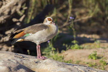 Egyptian goose (Alopochen aegyptiaca)
