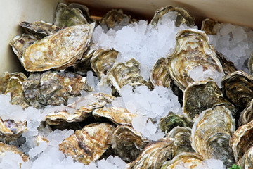 Oyster