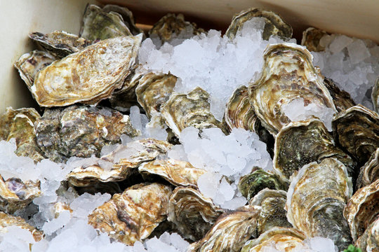 Oyster