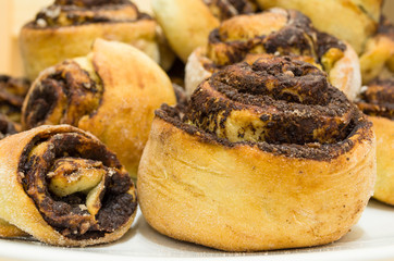 Cocoa Snails Closeup