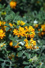 Fototapeta premium Medicago arborea