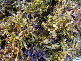 Brown Sargassum fluitans sea macroalgae © Irra