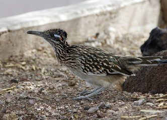 Road runner