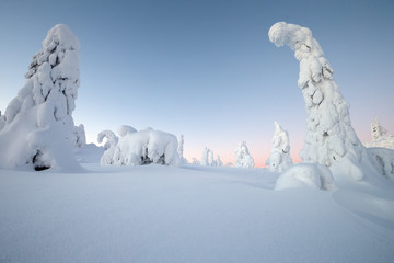 Snow covered trees in a winter landscape at Finland