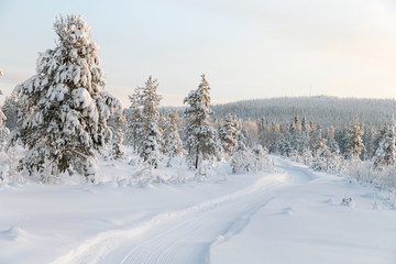 Snow covered trees in a winter landscape