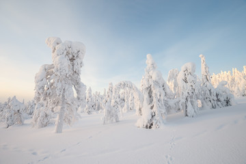 Winter wonderland at lapland Finland