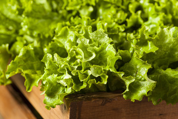 Fresh Healthy Organic Green Leaf Lettuce