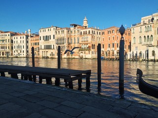 Gabbiano in volo a Venezia