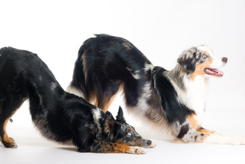 Tricks mit Hunden