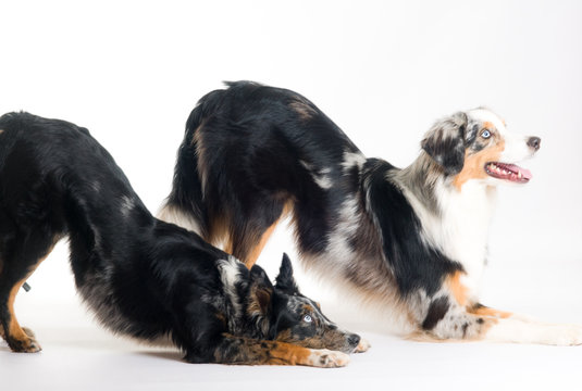 Tricks mit Hunden