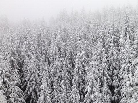 Winter Woods