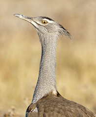 Africa Namibia, Kori Bustard