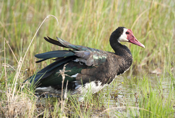 Africa  Botswana wildlife birds spur winged goose